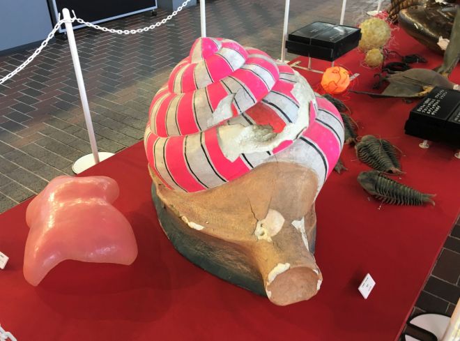 drzewozyciastareobiekty